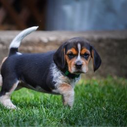 Beagle puppies from Fable & Fern Beagles