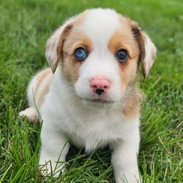 Less Spots - Sable Merle boy - Sable merle and white male American Corgi puppy in Taylorsville, North Carolina from America's Red White and Bluie Corgis