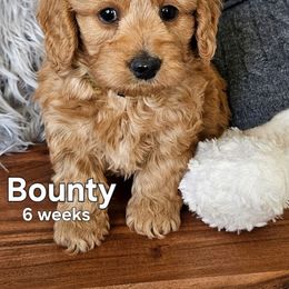 Bounty - Apricot male Goldendoodle puppy in Syracuse, Utah from Just Doodling Dogs