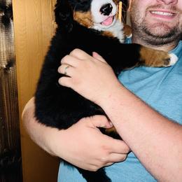 Bernese Mountain Dog Puppies from J & J Meadows