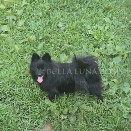 Ember - Black female Pomeranian puppy in Bloomingdale, New Jersey from Bella Luna Pomeranians
