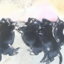 Girl 1 - Black and tan male German Shepherd puppy in Joshua, Texas from American Viking GSD Ranch