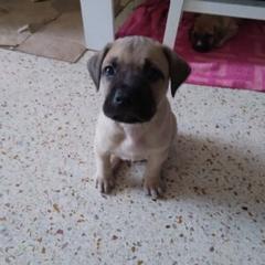 Black Mouth Cur puppies from Black Mouth Cur Obsession