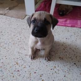 Black Mouth Cur puppies from Black Mouth Cur Obsession