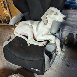 Saluki Puppies from Sahar Paz Salukis