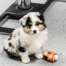 Australian Shepherd Puppies from Prestige Australian Shepherds