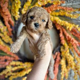 Daphne - Red female Cavapoo puppy in Danielsville, Georgia from Meg's Doodles and Poodles