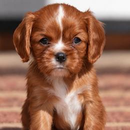 Bunny - Ruby female Cavalier King Charles Spaniel puppy in Greensboro, North Carolina from Hyde Park Cavaliers