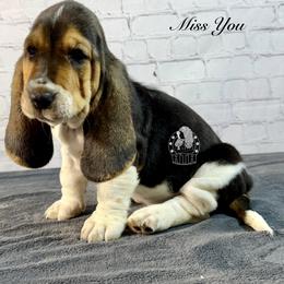 Miss you - Black white and brown female Basset Hound puppy in Dingess, West Virginia from Tuckers' Howling Hounds