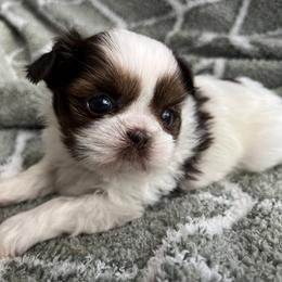 Shih Tzu Puppies from Jodi’s Shihtzus