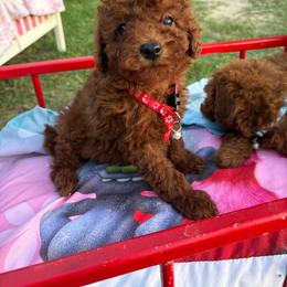 Alex - Red  male Poodle puppy in Anaheim, California from SoCal Toy Poodles