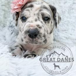Ketchup - Harlequin female Great Dane puppy in Sac City, Iowa from Northern Great Danes of Colorado & Iowa