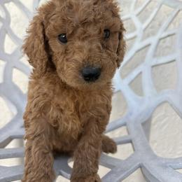 Tutti - Apricot male Goldendoodle puppy in Davie, Florida from Daviegoldendoodles