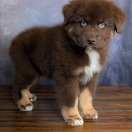 Snickers - Red tri-color male Australian Shepherd puppy in Fultonville, New York from Sandy Aussies & Pomeranians