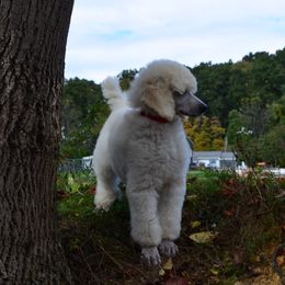 Poodle Puppies from D and D Standard Poodles