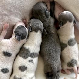 Loui - Blue male Italian Greyhound puppy in New York, New York from Julia's Italian Greyhounds