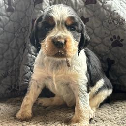 Jojo - Black white and tan female English Springer Spaniel puppy in Coeur D'alene, Idaho from Springer Hollow