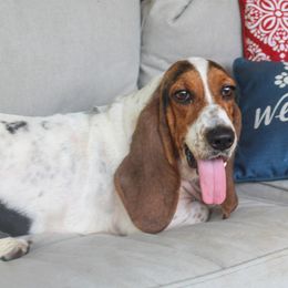 Liz - Basset Hound