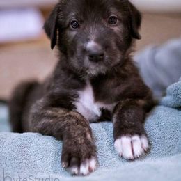 Irish Wolfhound Puppies from Salish Irish Wolfhounds