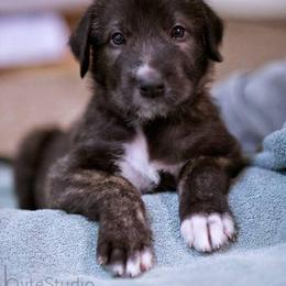 Irish Wolfhound Puppies from Salish Irish Wolfhounds