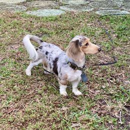 Momo - Dachshund