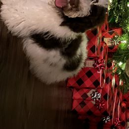 Maggie - Poodle