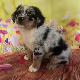 Doc - Blue merle male Australian Shepherd puppy in Lakeland, Florida from Diamond P Australian Shepherds