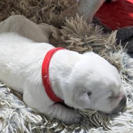 Puppy 1 - Yellow female Labrador Retriever puppy in Norwell, Massachusetts from Gabriel Ben-Yosef's Labs