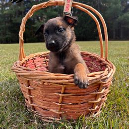 Desire- red - Fawn sable female Belgian Malinois puppy in North Carolina from Furia Ignis Belgian Malinois