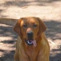 Caro - Labrador Retriever