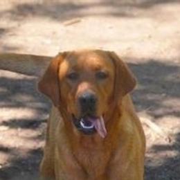Caro - Labrador Retriever