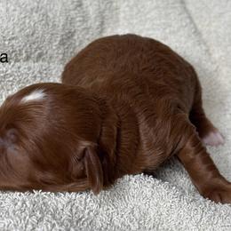 Prada - Red  female Goldendoodle puppy in Colorado Springs, Colorado from Pikes Peak Doodles