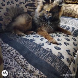 Tigger - Orange sable male Pomeranian puppy in Sandia, Texas from Broken Arrow Poms