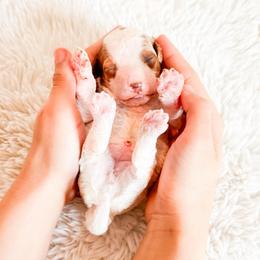 Pumpkin - Parti female Poodle puppy in Kissimmee, Florida from Poodle Doodle Kennels