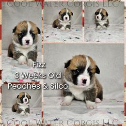 Fizz - Red male Pembroke Welsh Corgi puppy in Kiowa, Colorado from Cool Water Corgis LLC