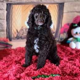 Poodle Puppies from My Buddies Puppies