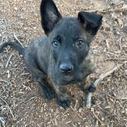 Dutch Shepherd Puppies from Oak Creek K9