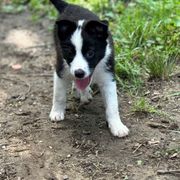Groot - male Sporty Mix puppy in Huntingtown, Maryland from Riverside Collies-n-Critters