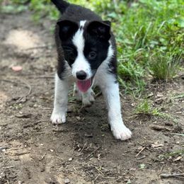 Groot - male Sporty Mix puppy in Huntingtown, Maryland from Riverside Collies-n-Critters