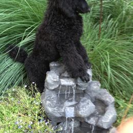Poodle Puppies from Ann Fischer