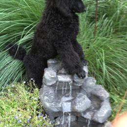 Poodle Puppies from Ann Fischer