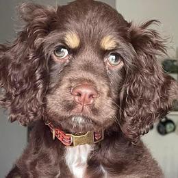 Cavalier King Charles Spaniels, Cocker Spaniels, Dachshunds, and Pembroke Welsh Corgis from Versatile Ohana