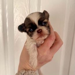 Valentino - Liver and white male Shih Tzu puppy in Stroud, Oklahoma from Laik’s Little Shihtz & Poms