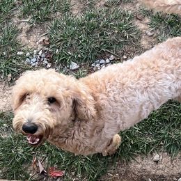 Goldendoodles from River Road Goldendoodles