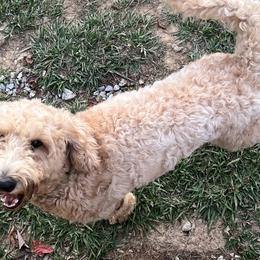 Goldendoodles from River Road Goldendoodles