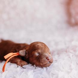 Boy 1 - Red  male Poodle puppy in Las Vegas, Nevada from Vegas Toy Poodles