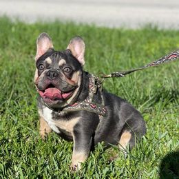 French Bulldog Puppies from Xklusive frenchies