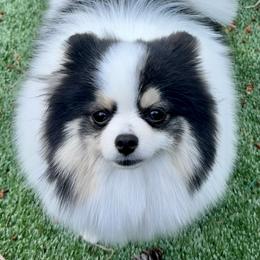 Dottie - Pomeranian