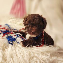 Girl 2 - Chocolate female Cavapoo puppy in Junction, Utah from City Creek Cavapoos