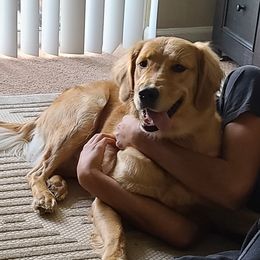 Dixie - Golden Retriever